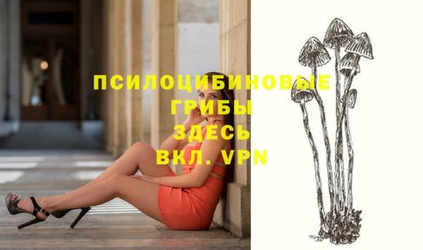 прущие грибы Михайлов